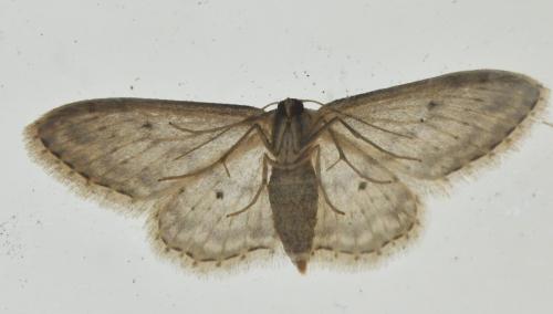 Réf. 357 113 : Idaea seriata